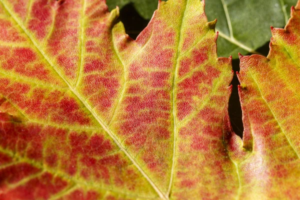 Otoño Colores de otoño 11 — Foto de Stock