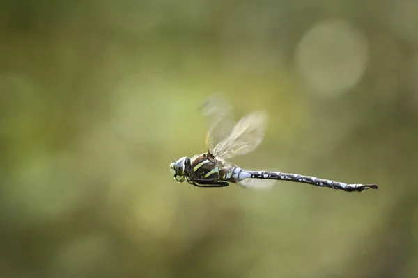 皇帝在飞行中的蜻蜓 — 图库照片