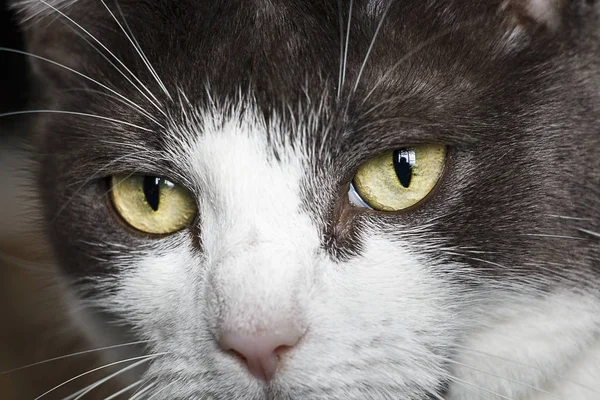 Yeşil gözlü kedi yakın çekim