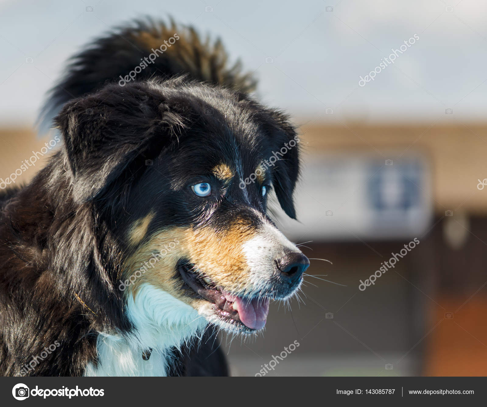 Australian Shepherd Avec Piercing Yeux Bleus Photographie