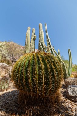 Büyük Yeşil Fıçı Kaktüsü Sulu Çöl Bitkisi