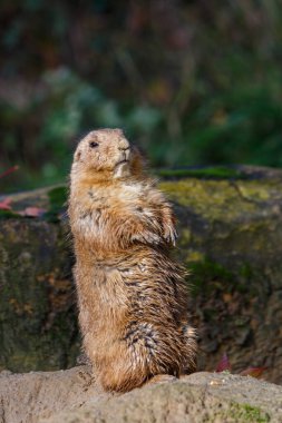 Kahverengi çayır köpeği dikilip kameraya bakıyor.