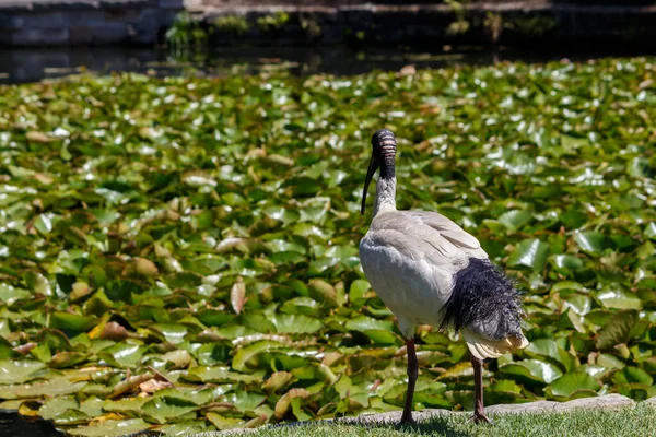 Preto e branco australiano branco Ibis de pé perto do lírio lagoa coberta — Fotografia de Stock