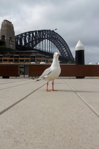 Fehér sirály Sydney Harbour Bridge a háttérben — Stock Fotó