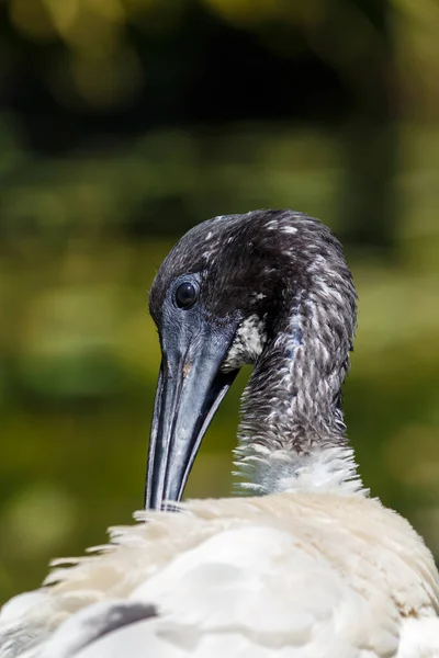 Preto e branco australiano branco Ibis close up cabeça tiro — Fotografia de Stock