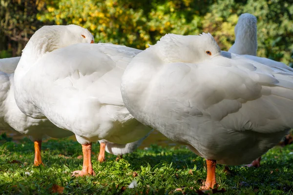 Белые гуси отдыхают, стоя на зеленой траве — стоковое фото