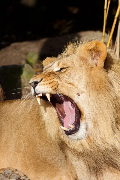 Θυμωμένος αρσενικό λιοντάρι Snarling και διόπτευση δοντιών επιθετικά — Φωτογραφία Αρχείου