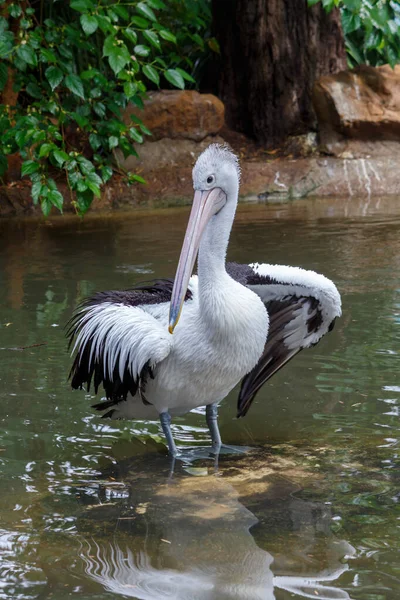 Pelicano em pé sobre uma rocha na água — Fotografia de Stock