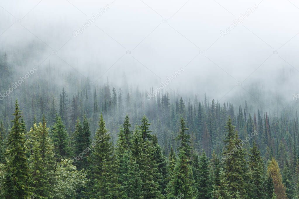 Green trees with mist or fog descending