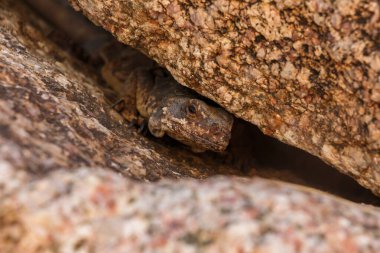 Kahverengi sürüngen, kayalara karşı kamufle oldu.