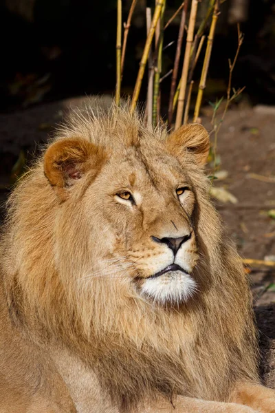 Majestätische männliche Löwe sitzt in der Sonne — Stockfoto