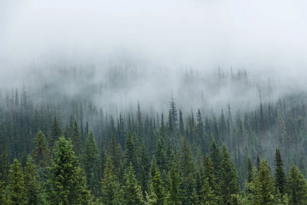 Sis veya sis ile kaplı yeşil ağaçlar
