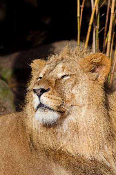 Majestuoso león macho sentado en el sol — Foto de Stock