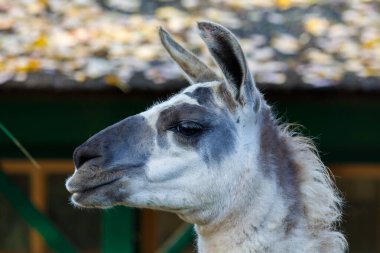 Beyaz ve Gri Lama 'nın yan profili