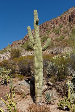 Büyük Saguaro Kaktüsü kurak bir zemine karşı