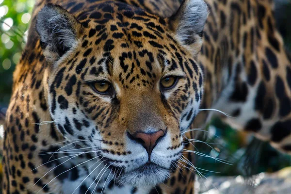 Close Up Head Shot of a Leopard — Stock Photo, Image