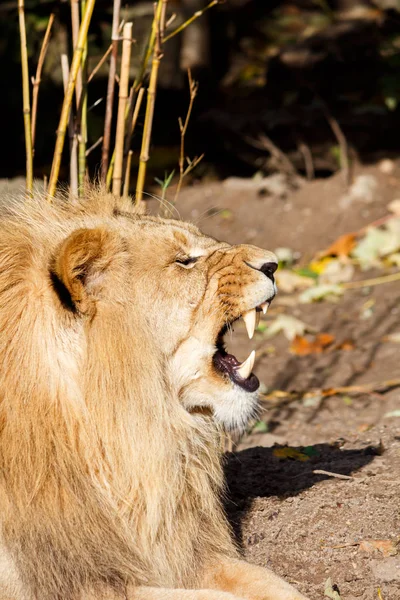 Colère mâle lion narling et portant des dents agressivement — Photo