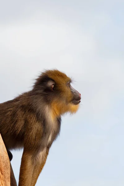 Sidoprofil Mandril med färgglada nos — Stockfoto