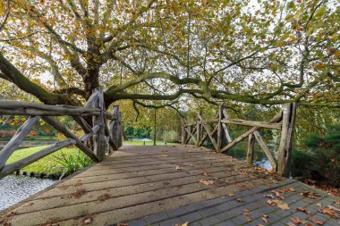 Suyun Üzerindeki Tahta Köprü Ağaçlı bir parka çıkıyor