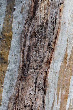 Soyut ağaç kabuğu Gri kahverengiye yakın