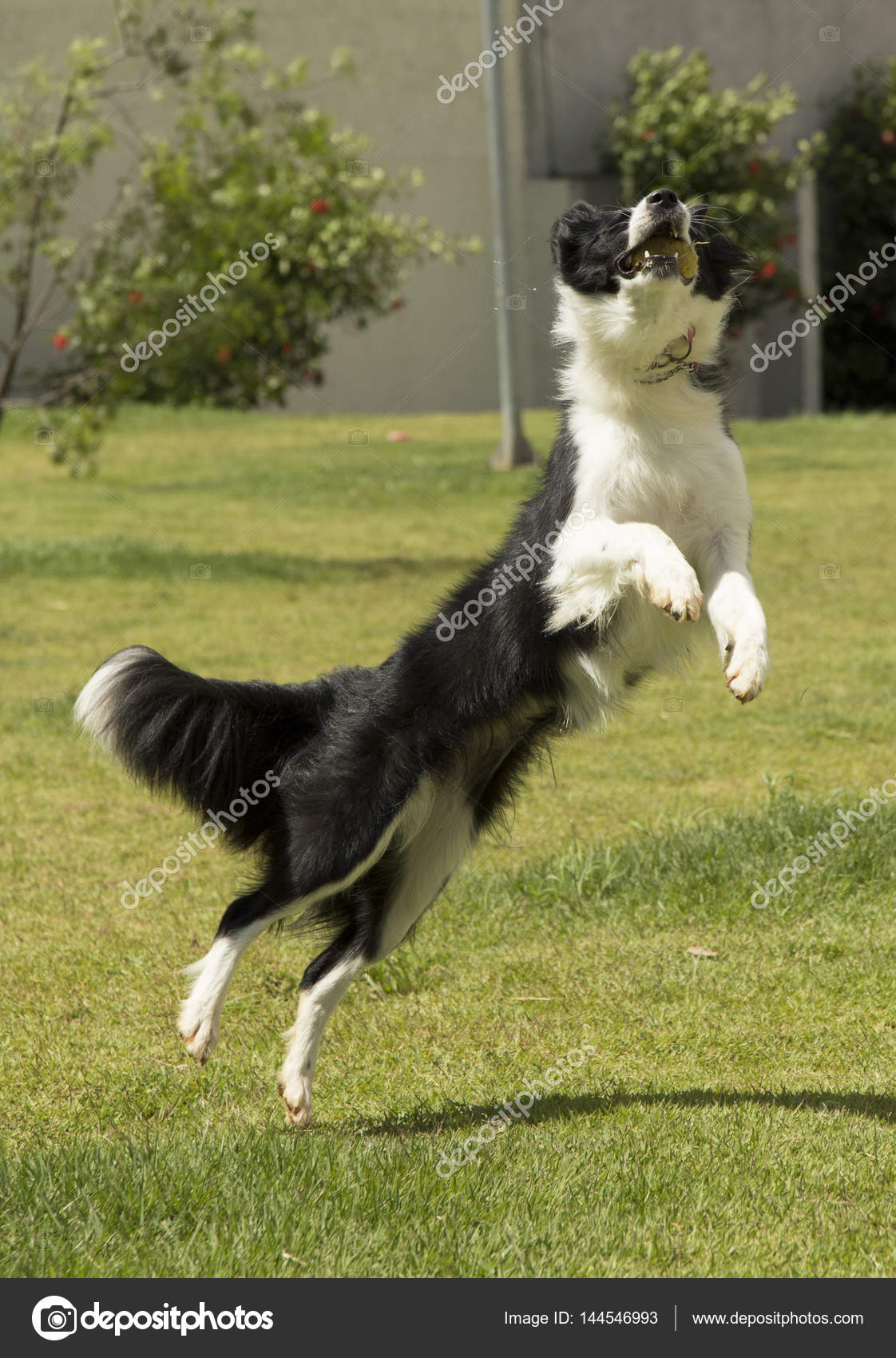 Dog jumping for clearance ball