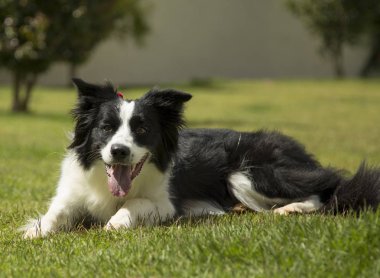 Açık havada doğal dilini köpekle safkan kenar kömür ocağı