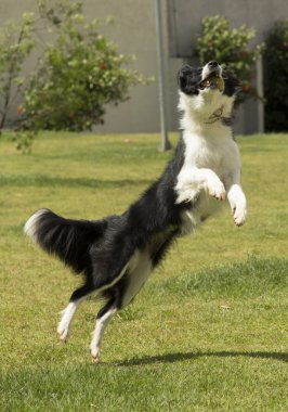Safkan kenar kömür ocağı köpek ağız doğada açık havada bir top ile atlama