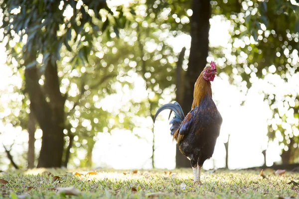 Doğa arka plan üzerinde heybetli horoz