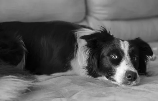 Purered frontière collie chien reposant sur un canapé avec des yeux émotionnels — Photo