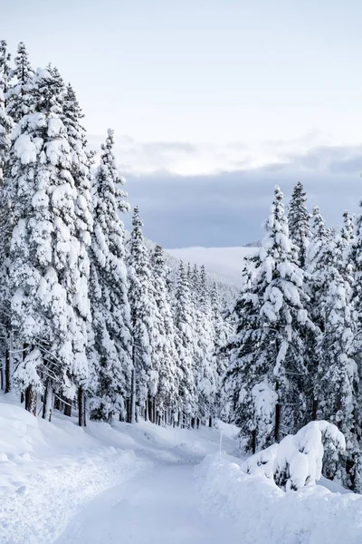 Kış zamanı. Karlı ağaçlar. Güzel doğa