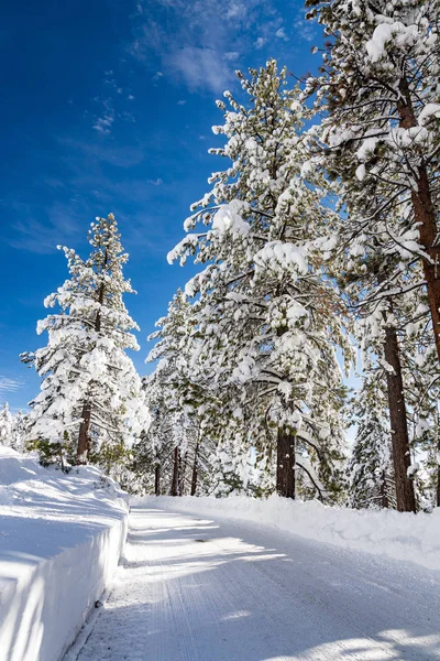 Kış zamanı. Karlı ağaçlar. Güzel doğa