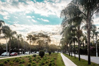 San Paulo Tropikal Ağaçlarla Dolu Brezilya Sokakları (Sao Paulo