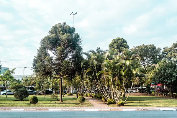 Ruas brasileiras cheias de árvores tropicais em São Paulo (São Paulo — Fotografia de Stock