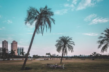 Palmiye ağaçları Villa-Lobos Park, San Paulo (Sao Paulo), Brezilya 