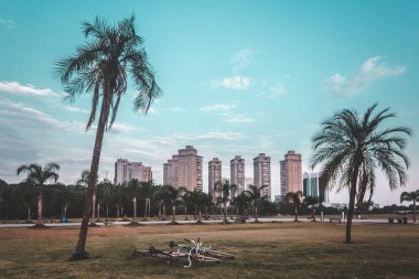 Palmiye ağaçları Villa-Lobos Park, San Paulo (Sao Paulo), Brezilya 