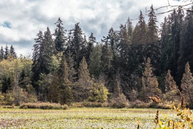 Beaver Gölü Stanley Park, Vancouver, Bc, Kanada