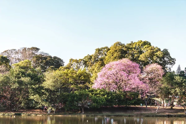 Ibirapuera Park in Sao Paulo, Brazil (Brasil) — Stock Photo, Image