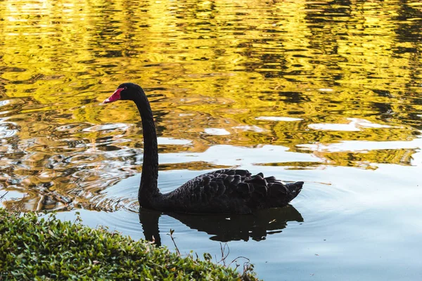 Χήνα στο πάρκο Ibirapuera στο Σάο Πάολο της Βραζιλίας (Βραζιλία) — Φωτογραφία Αρχείου