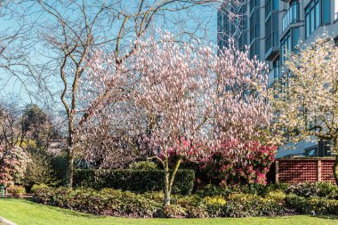 Ağaçlar ve çiçeklerle bahar Vancouver, Bc, Kanada