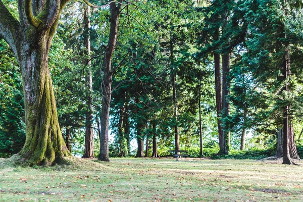 Árboles cerca de English Bay en Vancouver, BC, Canadá — Foto de Stock