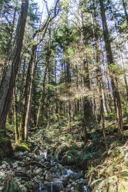 Baden Powell iz ocağı Rock Kuzey Vancouver, Bc, cana yakın