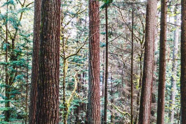 Baden Powell Trail cerca de Quarry Rock en North Vancouver, BC, Cana — Foto de Stock