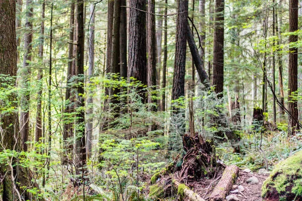 Baden Powell Trail cerca de Quarry Rock en North Vancouver, BC, Cana — Foto de Stock