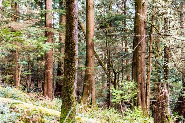 Baden Powell Trail cerca de Quarry Rock en North Vancouver, BC, Cana — Foto de Stock