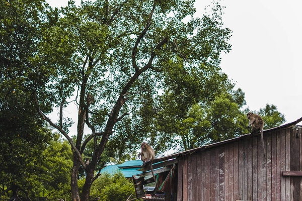 Monkeys in Phuket Island, Thailand