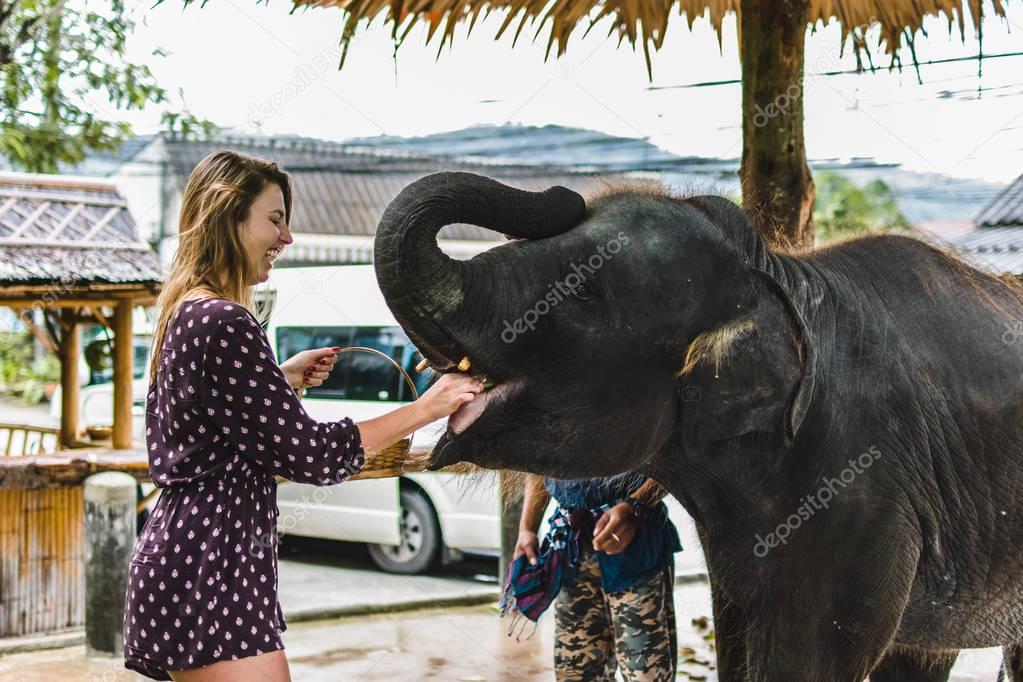 Girl Feeding Baby Elephant in Thailand