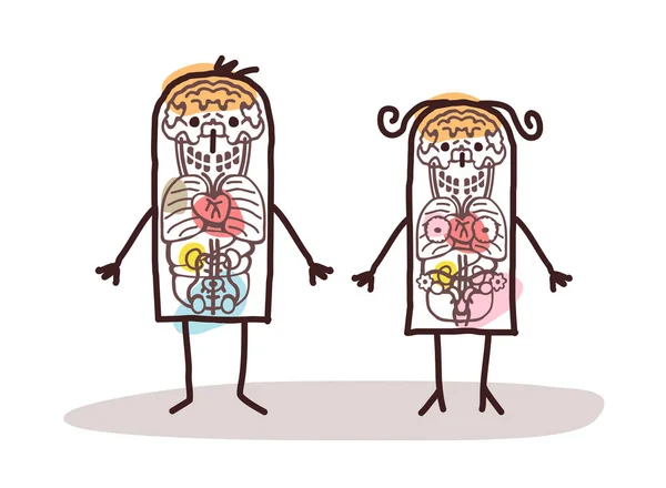 Anatomia casal desenhos animados —  Vetores de Stock