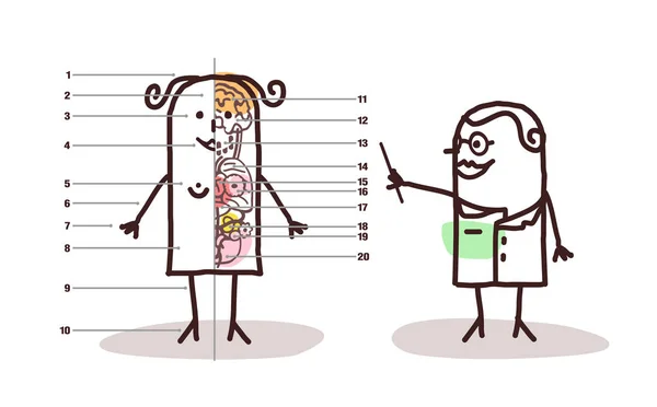 Desenhos animados lição de anatomia feminina —  Vetores de Stock