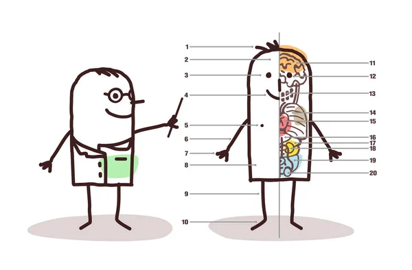 Desenhos animados lição de anatomia masculina —  Vetores de Stock