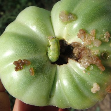 Yeşil Noctua Caterpillar yeşil domates yeme